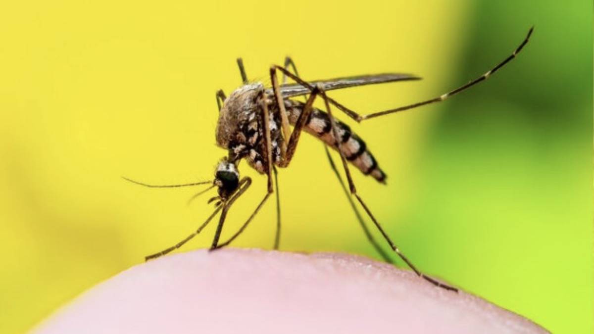 OMS alerta para possibilidade de epidemia de dengue mais severa da história