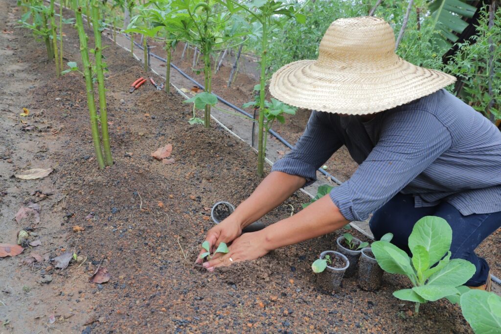 Governo do Amazonas investe em práticas de conservação do solo para aumento da produção rural de forma sustentável