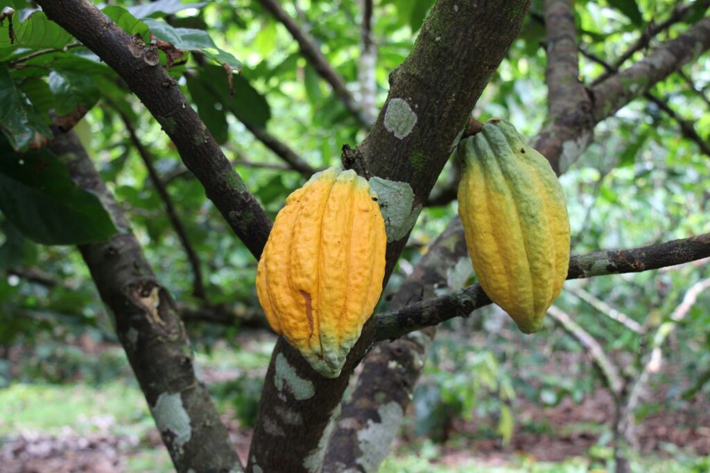 Para elevar produção de cacau no Amazonas, Idam vai distribuir 400 mil sementes da fruta