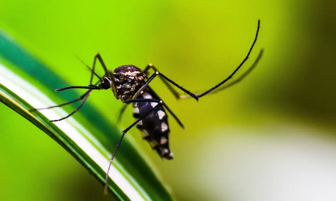 Brasil atinge 1,6 mil mortes confirmadas por dengue