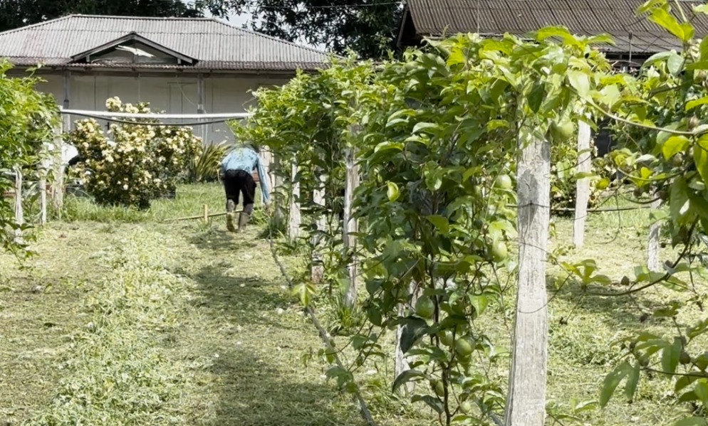 Estiagem: Idam recomenda cobertura do solo para minimizar perdas de produção agrícola