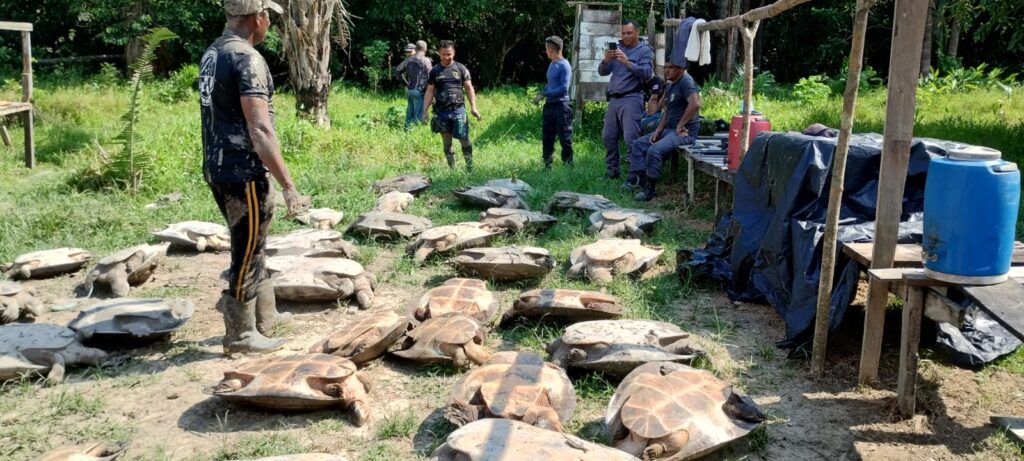 PC-AM, PMAM e órgãos ambientais apreendem e devolvem 400 quelônios e tartarugas ao habitat natural